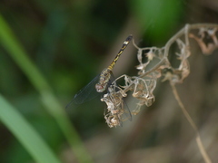 Micrathyria longifasciata