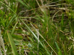 Erythrodiplax paraguayensis
