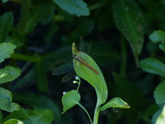 Erythrodiplax melanorubra