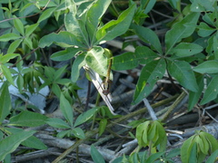 Erythrodiplax melanorubra