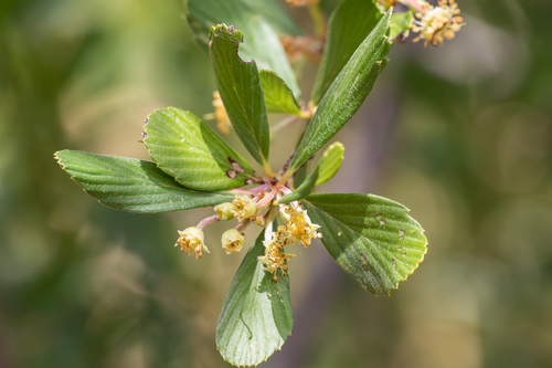 Alderleaf Mountain Mahogany