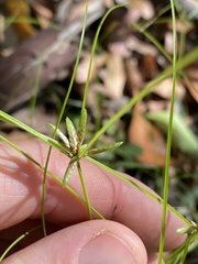 Cyperus gracilis