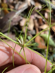 Cyperus gracilis