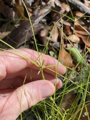 Cyperus gracilis