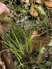Cyperus gracilis