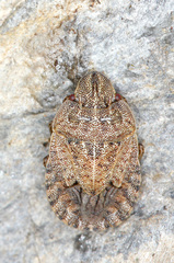 Sciocoris microphthalmus