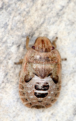 Sciocoris microphthalmus