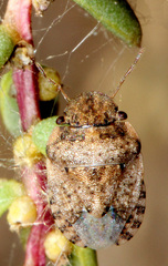 Sciocoris pallens