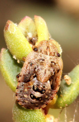Sciocoris pallens