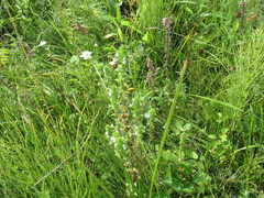 Euphrasia hirtella