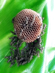 Protopolybia exigua