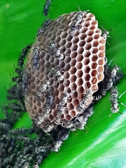 Protopolybia exigua