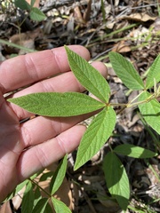 Flemingia parviflora