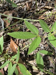 Flemingia parviflora