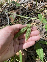 Flemingia parviflora