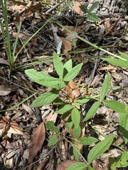 Flemingia parviflora