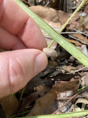 Flemingia parviflora