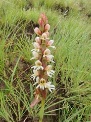 Satyrium sphaerocarpum