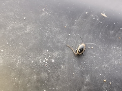 Longitarsus dorsalis