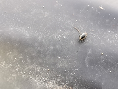 Longitarsus dorsalis