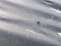 Longitarsus dorsalis