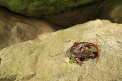 Speleomantes italicus