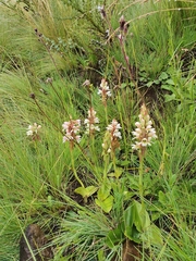 Satyrium sphaerocarpum