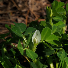 Trigonella foenum-graecum