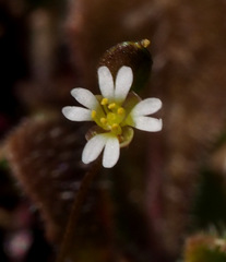 Draba minima