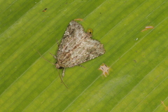 Lophomyra commixta