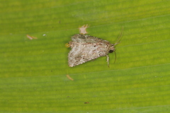 Lophomyra commixta