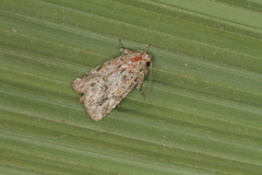 Lophomyra commixta