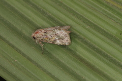 Lophomyra commixta