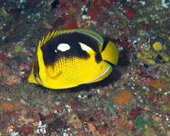 Chaetodon quadrimaculatus