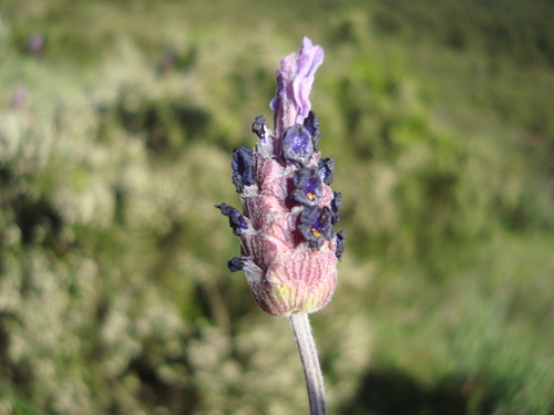 spanish lavender