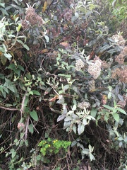 Ageratina asclepiadea