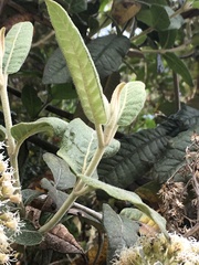 Ageratina asclepiadea