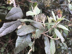 Ageratina asclepiadea
