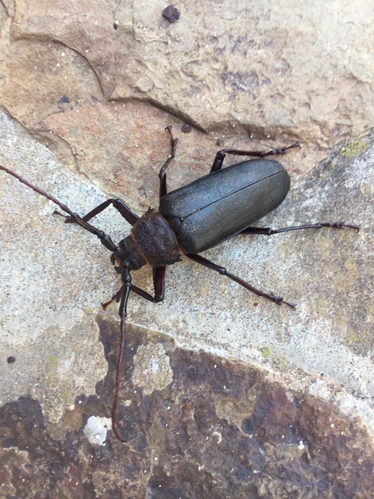 Paramacrotoma scabridorsis