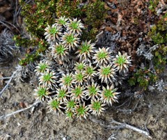 Azorella monantha