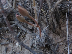 Anacampseros filamentosa
