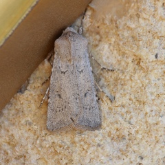 Agrotis vetusta