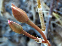 Anacampseros filamentosa