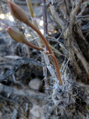 Anacampseros filamentosa