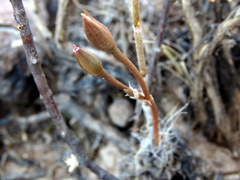 Anacampseros filamentosa