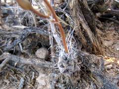 Anacampseros filamentosa