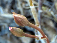 Anacampseros filamentosa
