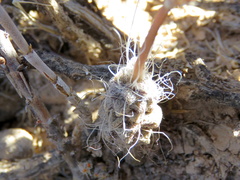 Anacampseros filamentosa
