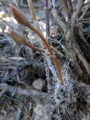 Anacampseros filamentosa