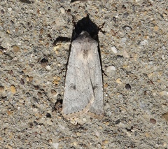 Agrotis vetusta